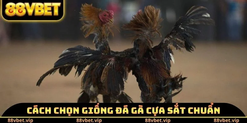 Cách chọn giống đá gà cựa sắt chuẩn