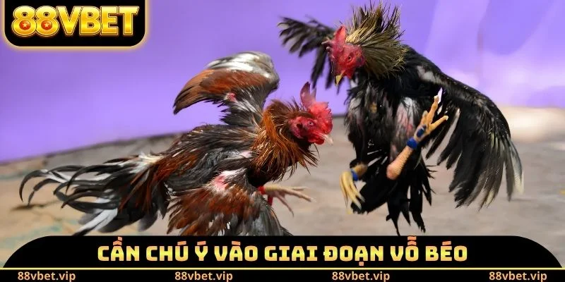 Cần chú ý vào giai đoạn vỗ béo