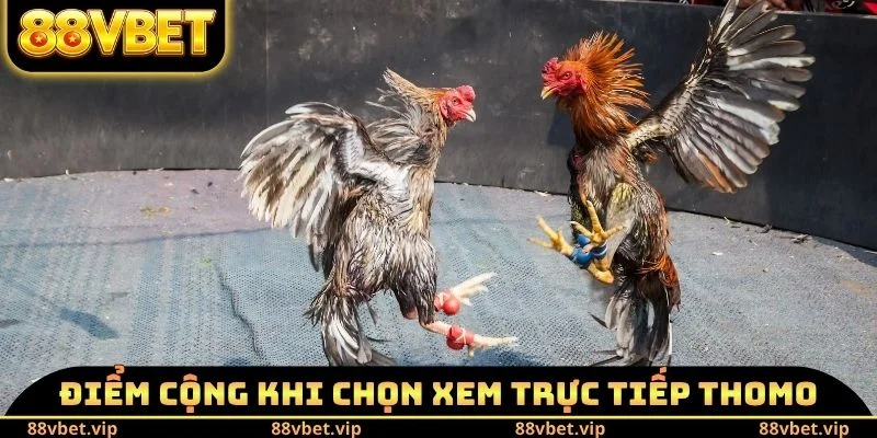 Điểm cộng khi chọn xem trực tiếp Thomo