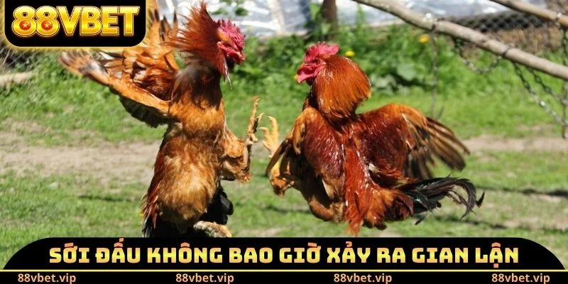 Sới đấu không bao giờ xảy ra gian lận