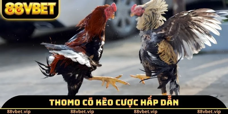 Thomo có kèo cược hấp dẫn