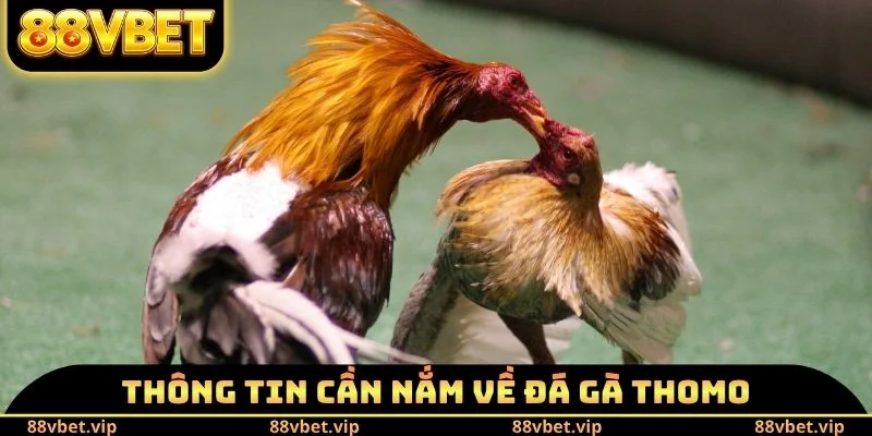 Thông tin cần nắm về đá gà Thomo