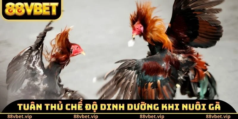 Tuân thủ chế độ dinh dưỡng khi nuôi gà